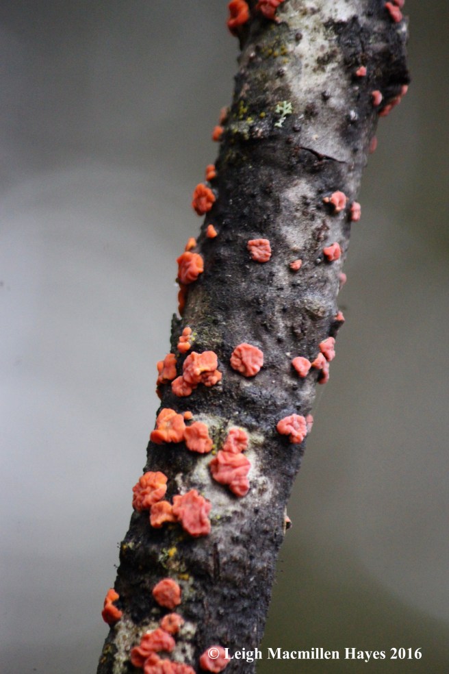 h-lichen-or-fungus-2