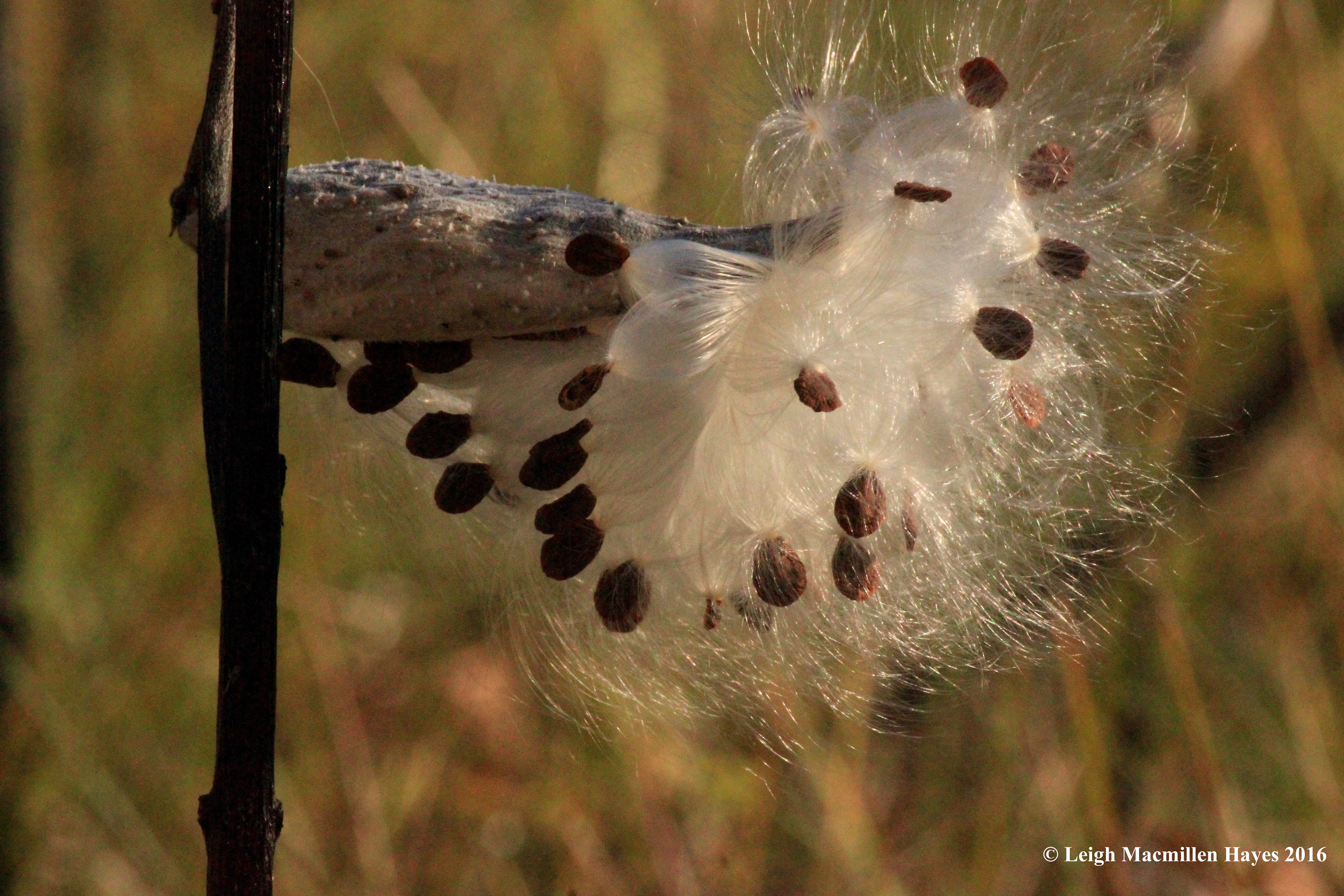 h-milkweed