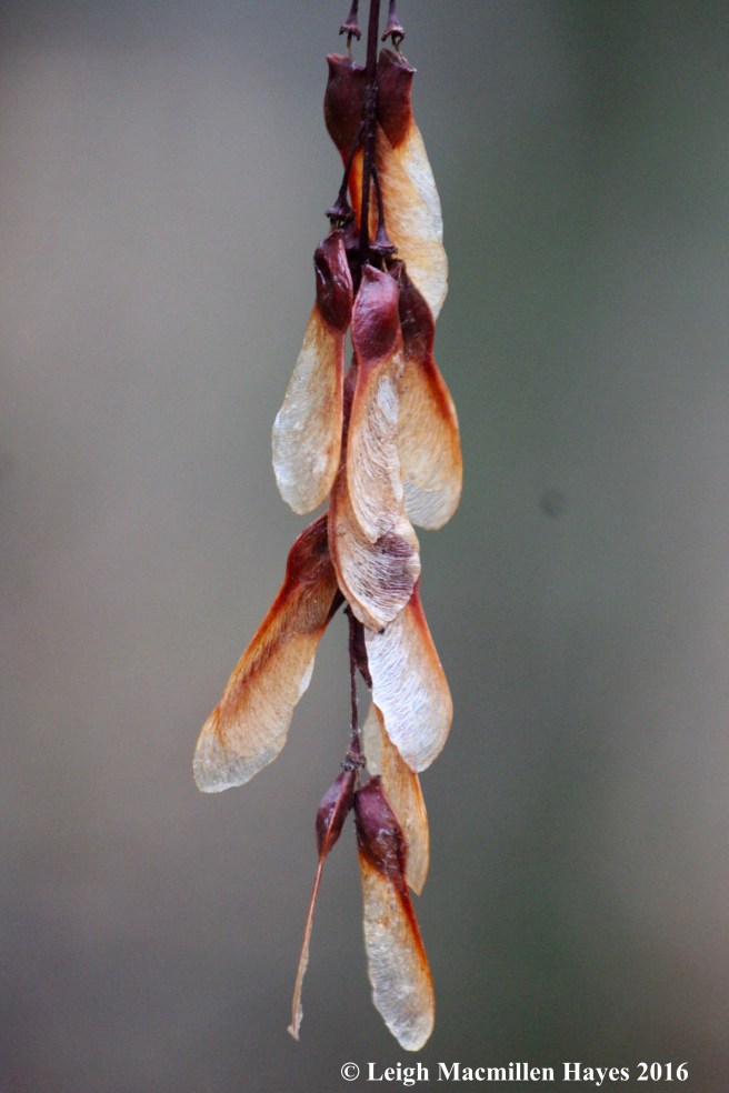 h-striped-maple-seeds
