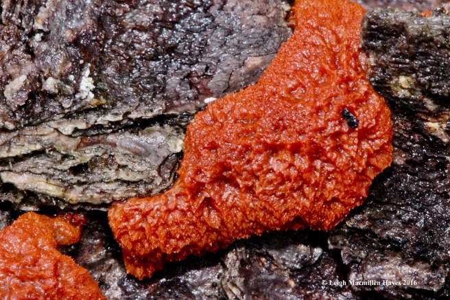 h-tubifera-ferruginosa