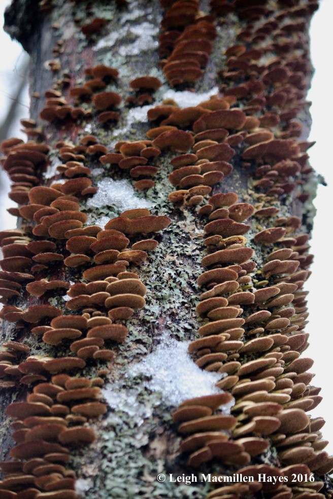 h-violet-toothed-under