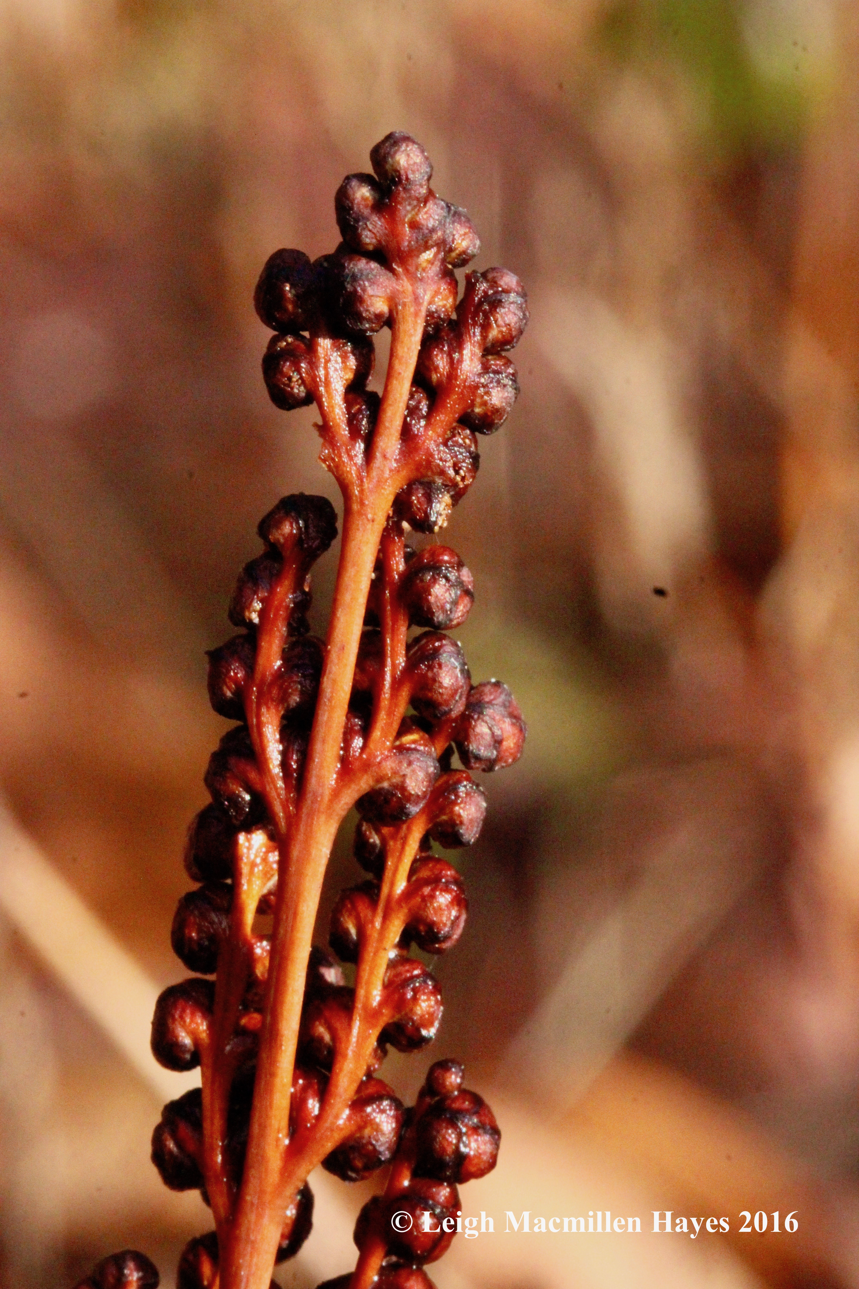 h-vp-backside-of-sensitive-fern-beads
