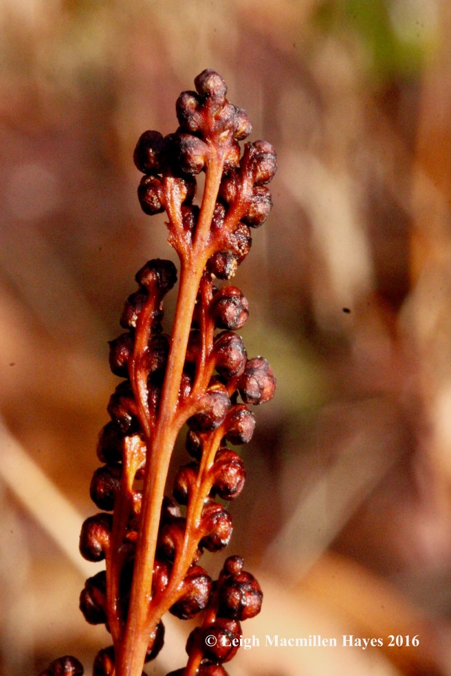 h-vp-backside-of-sensitive-fern-beads