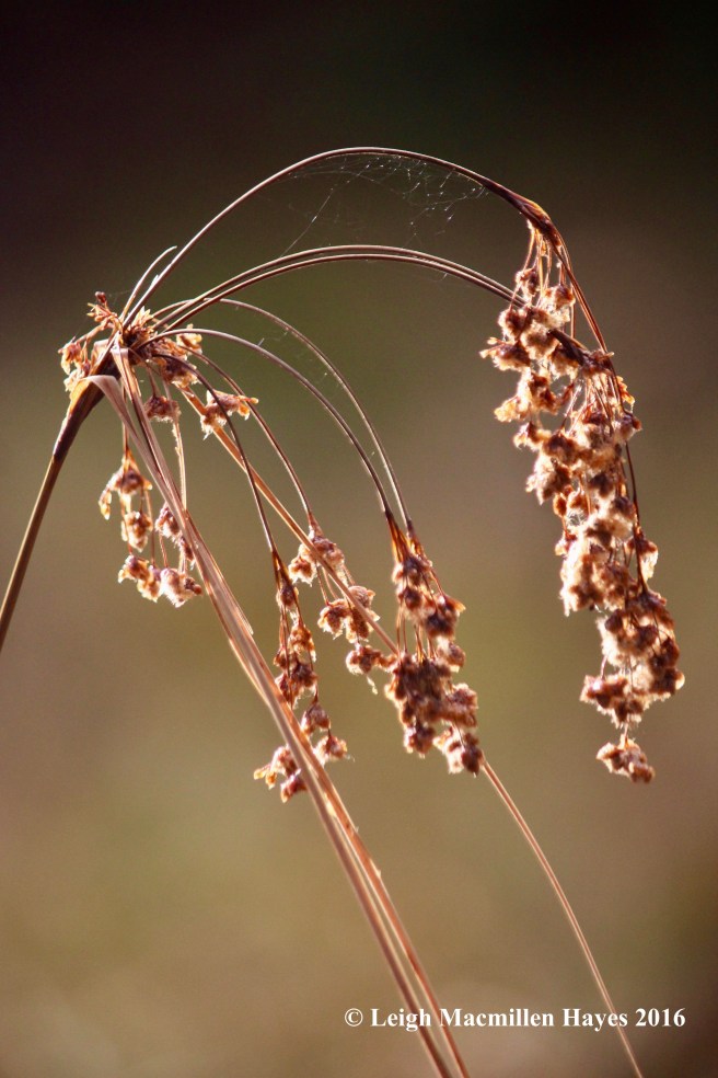 h-vp-bulrush-a-grass