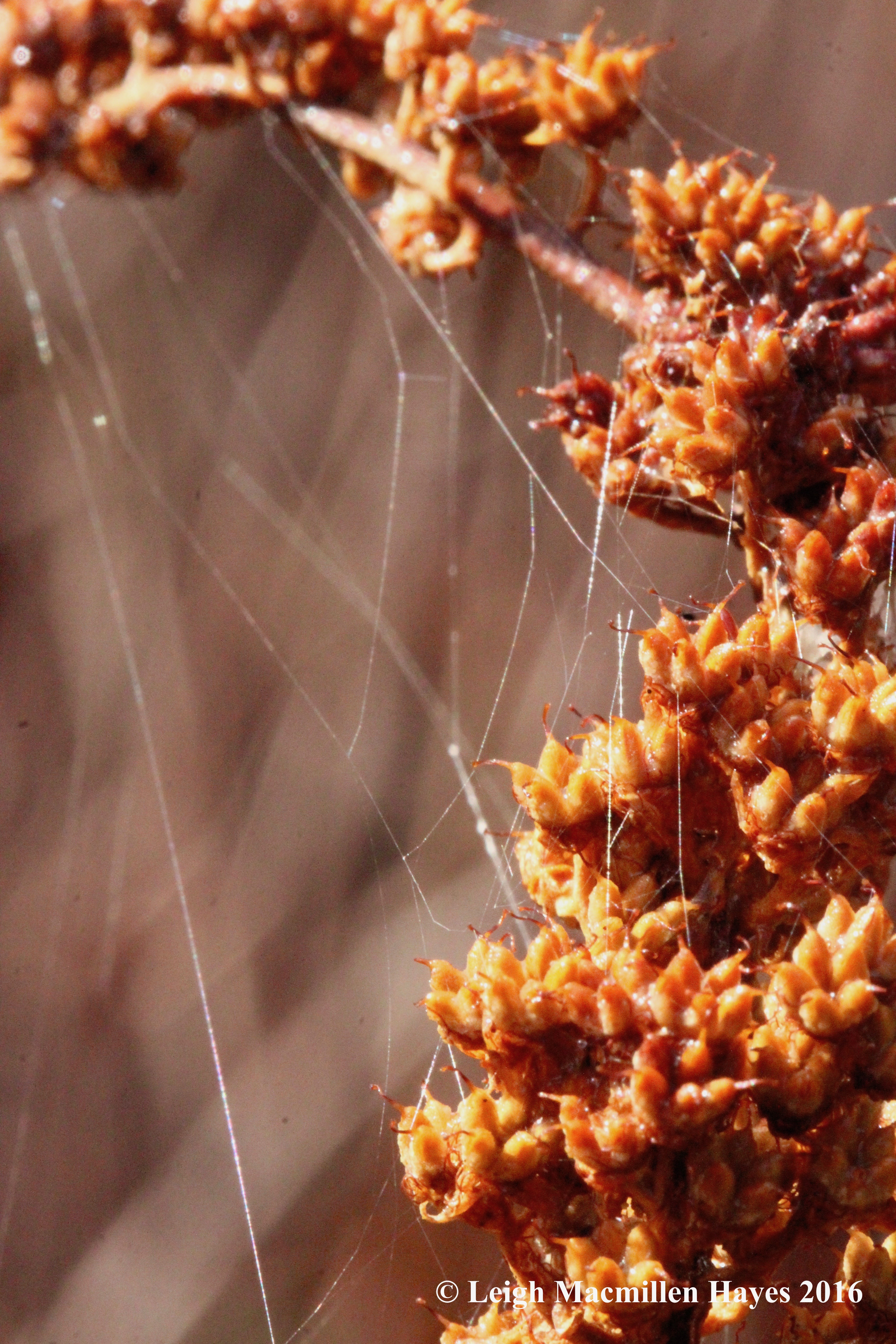 h-vp-steeplebush-web