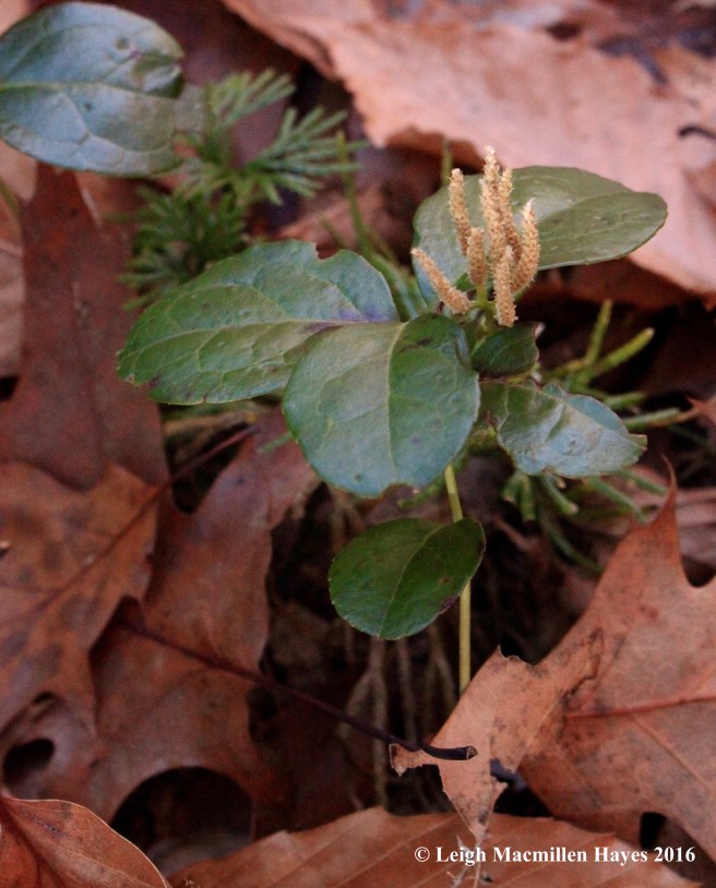 h-wintergreen-with-candelabra
