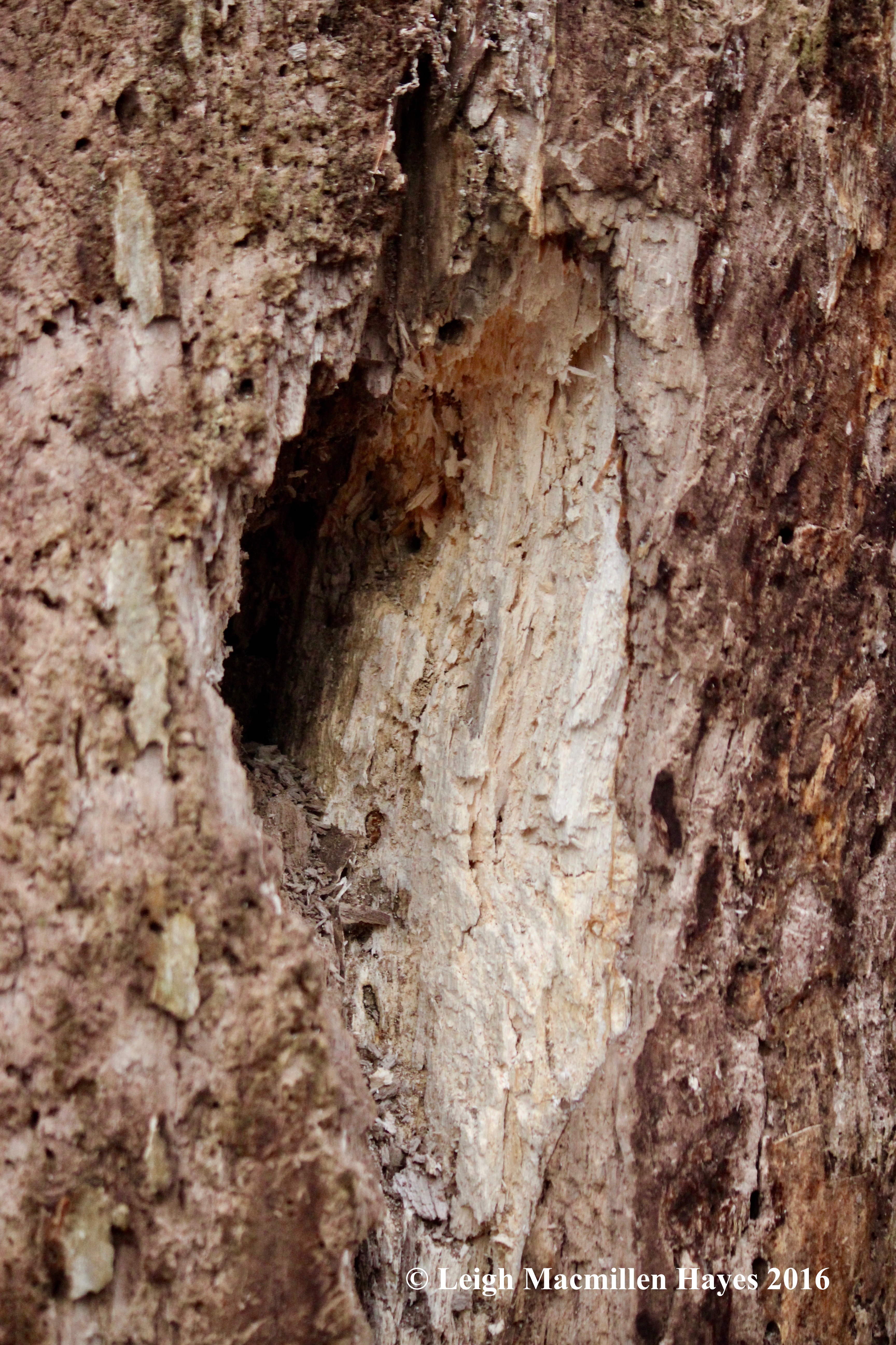 h-woodpecker-hole-1