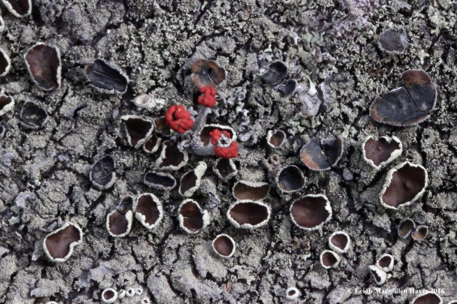 j-british-among-shields-1