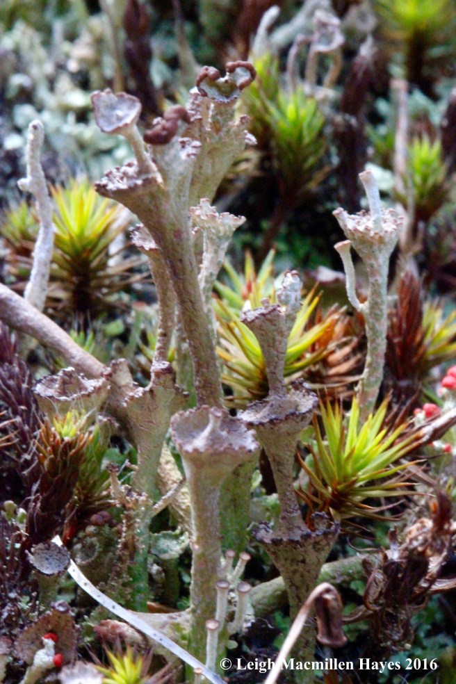j-ladder-lichen-cladonia-cervicornis-subsp-verticillata