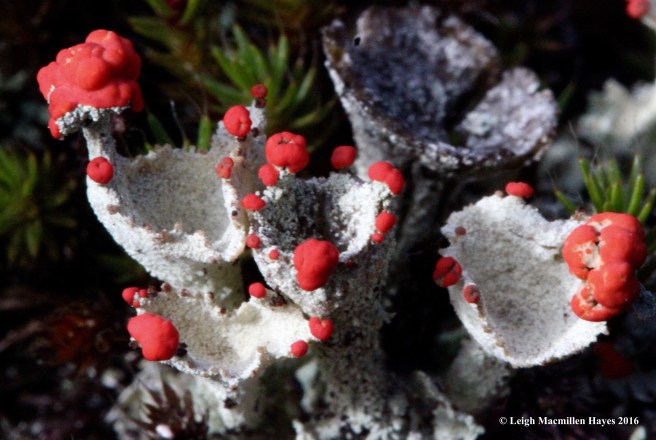 j-red-fruited-pixie-2