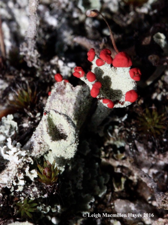 j-red-fruited-pixie-cup