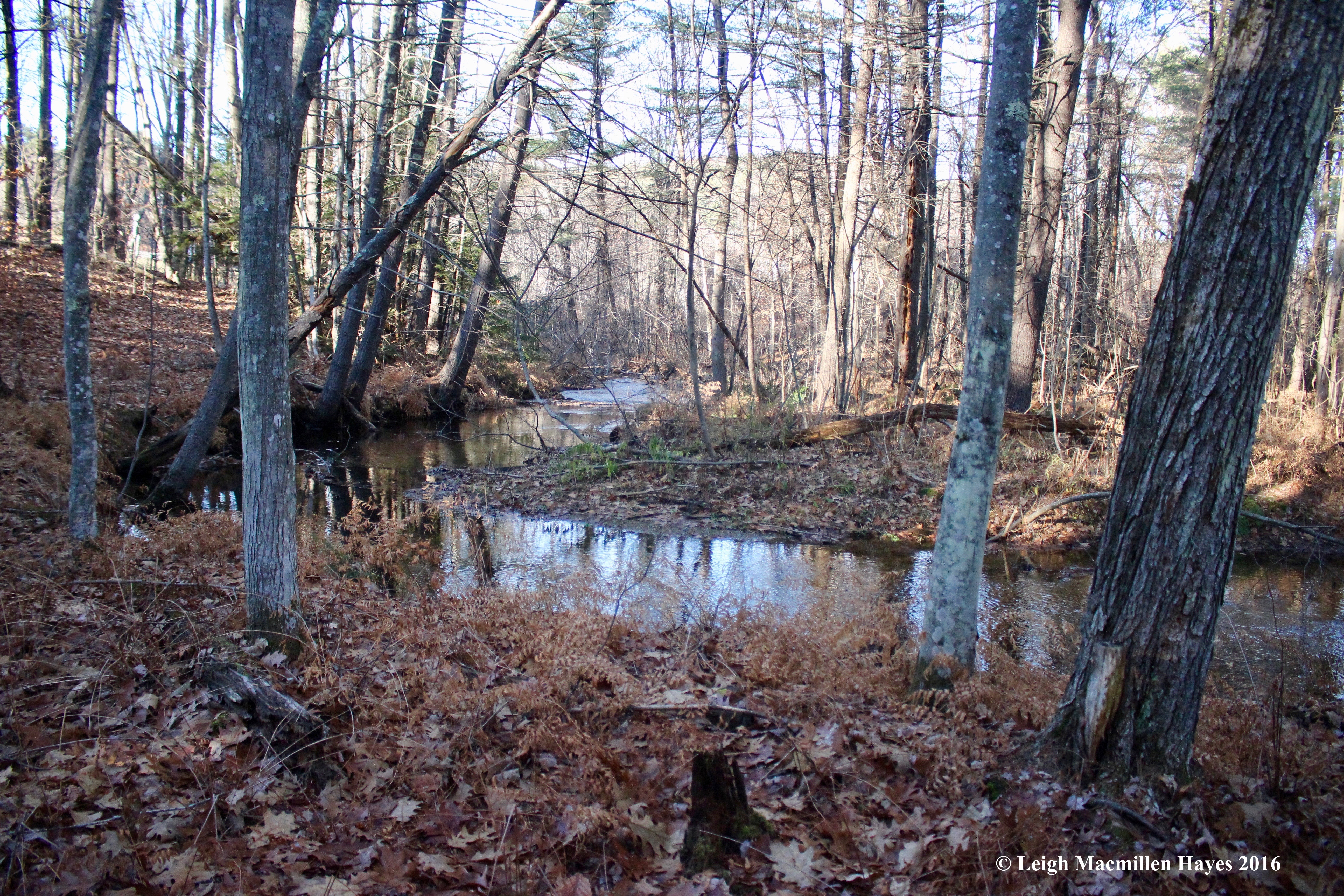 w-city-brook-meanders