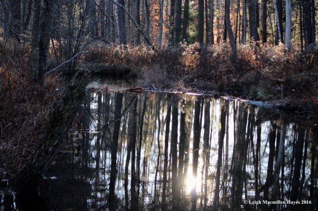 w-late-day-reflection