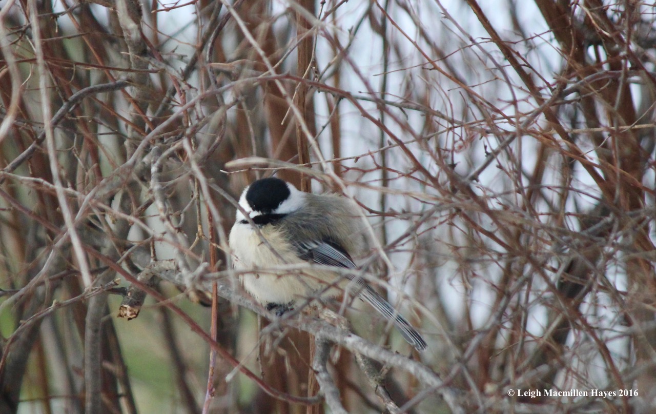 b-chickadee-1