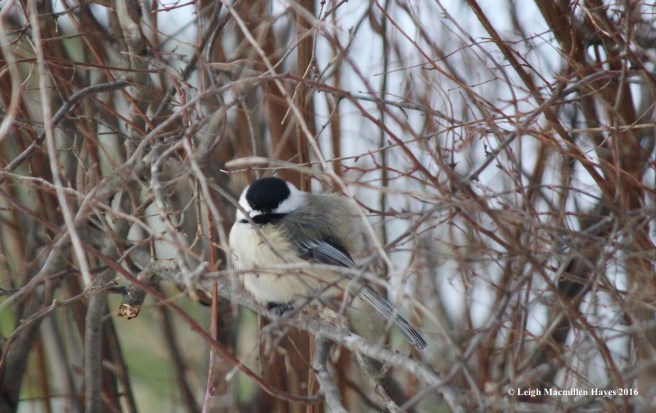 b-chickadee-1