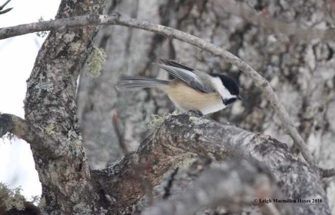 b-chickadee-2