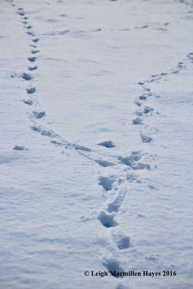 l-coyote-trails-split