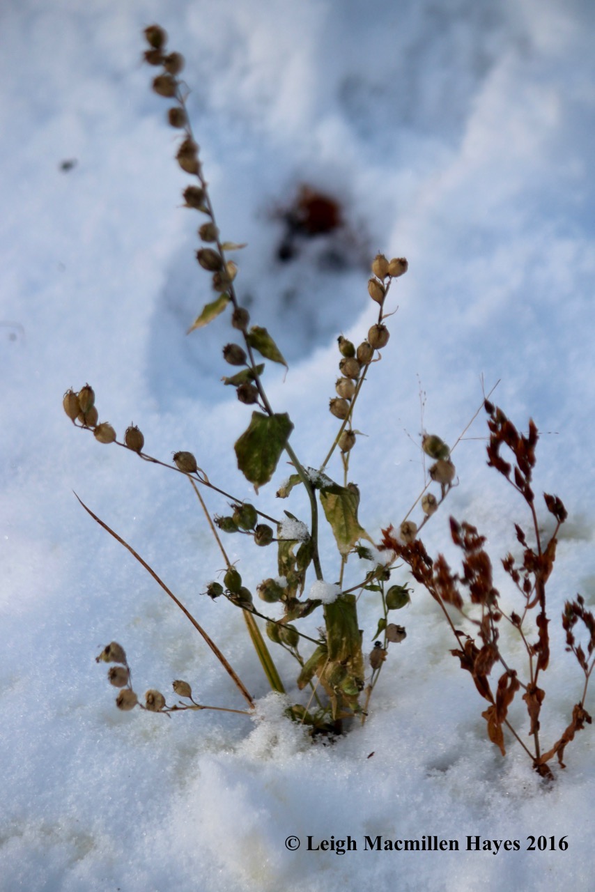 l-indian-tobacco-and-coyote-pee
