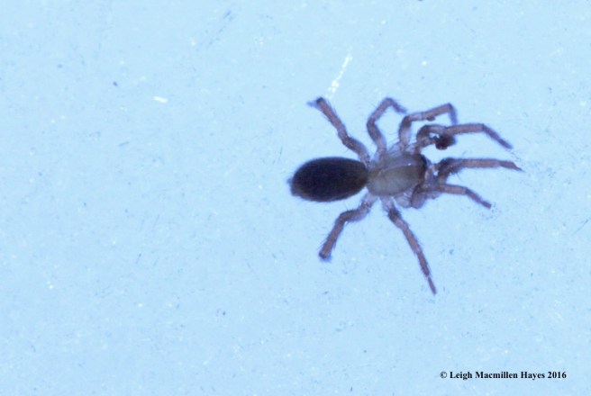 l-small-spider