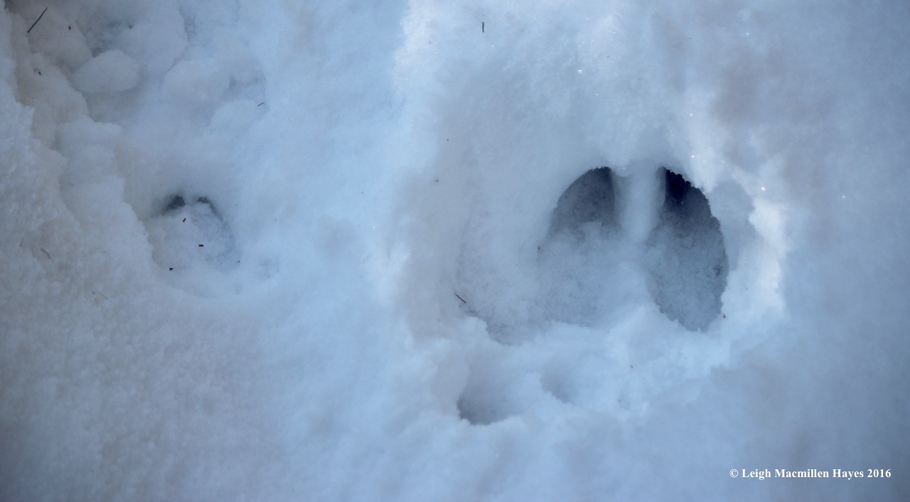 m-deer-and-moose-prints