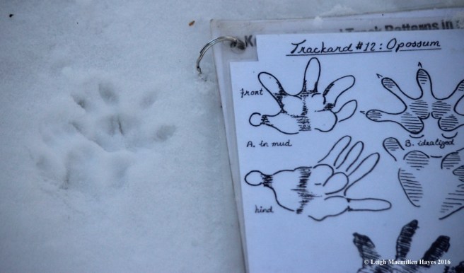 m-opossum-print-2
