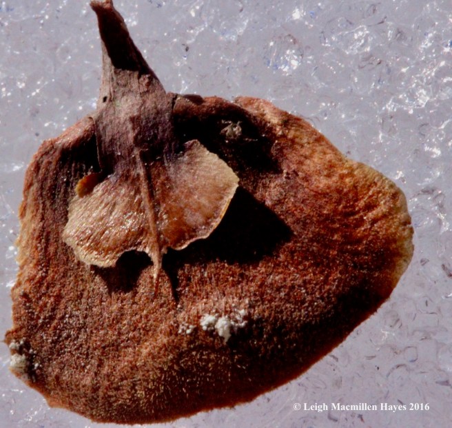 o-balsam-fir-cone-scale-and-attached-seed
