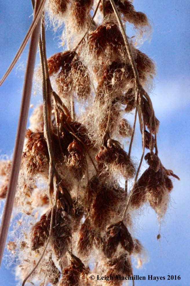 o-bulrush-seeds