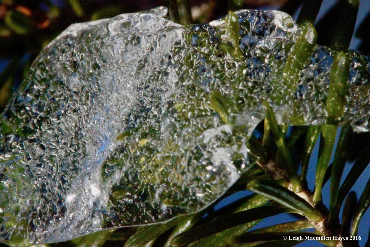 o-ice-on-hemlock