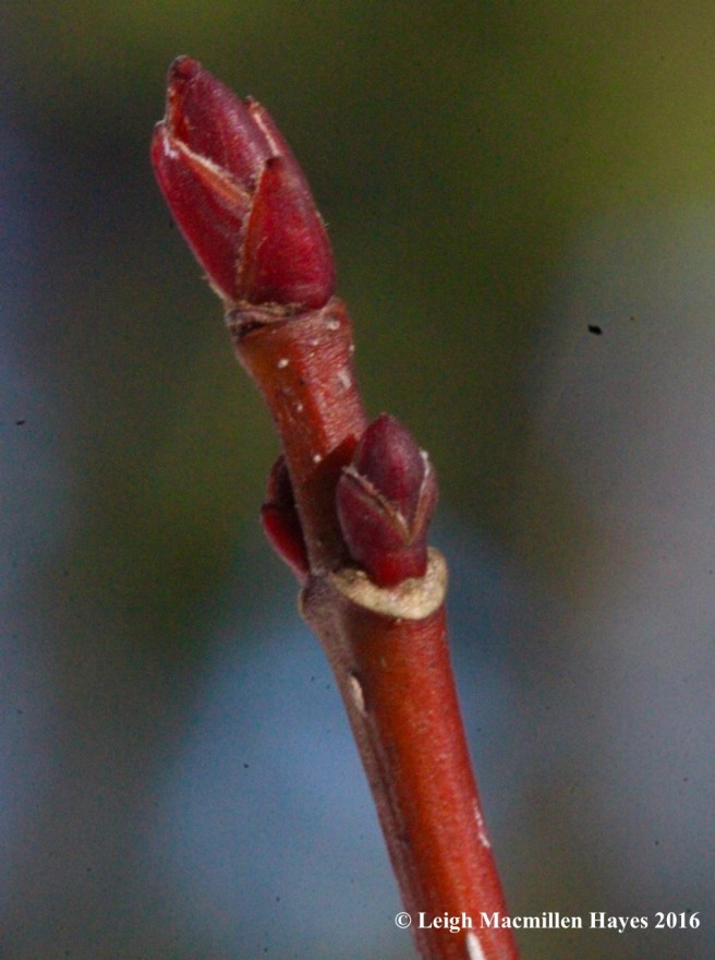 o-red-maple-bud