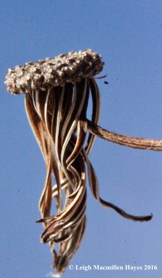 o-white-lettuce-jelly-fish