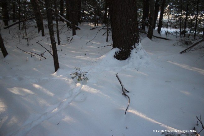 p-checking-a-hemlock