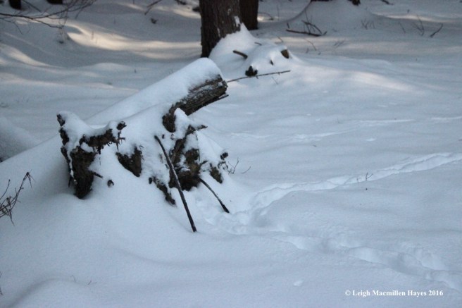 p-cowpath-checking-stump