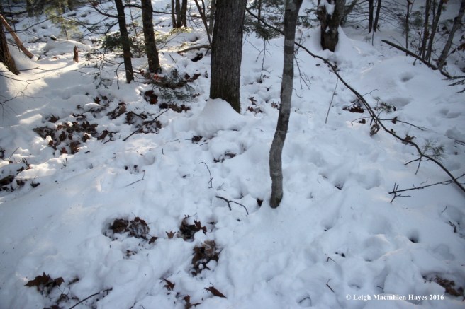 p-deer-disturbance-by-vp