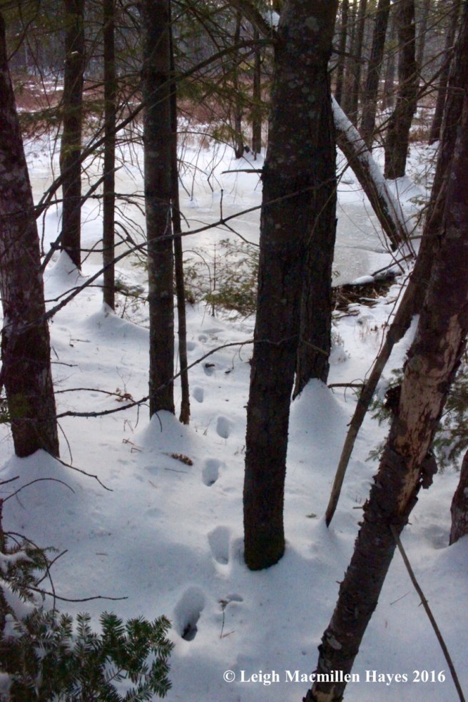 p-deer-tracks