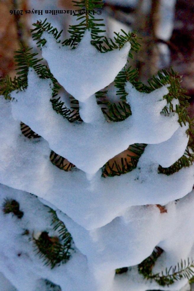 p-fir Christmas Tree1.jpg
