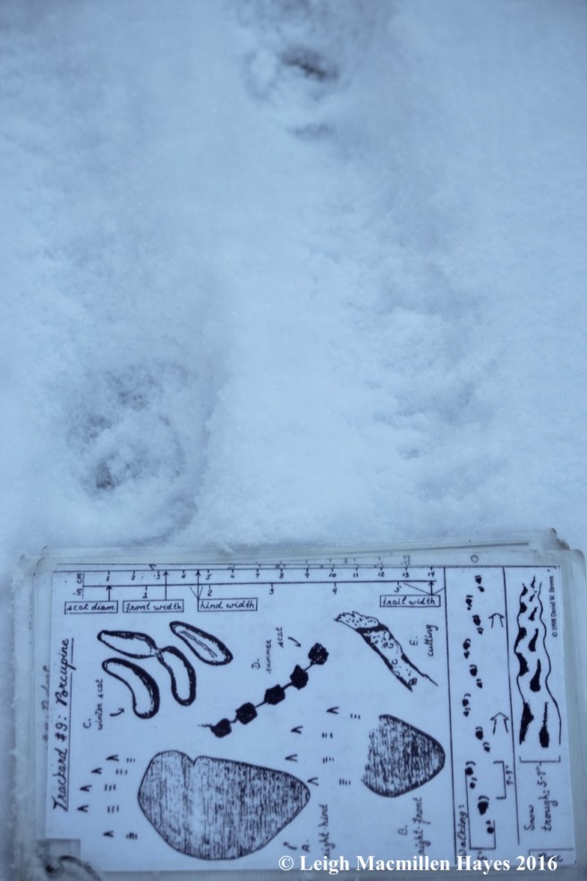 p-measuring-straddle