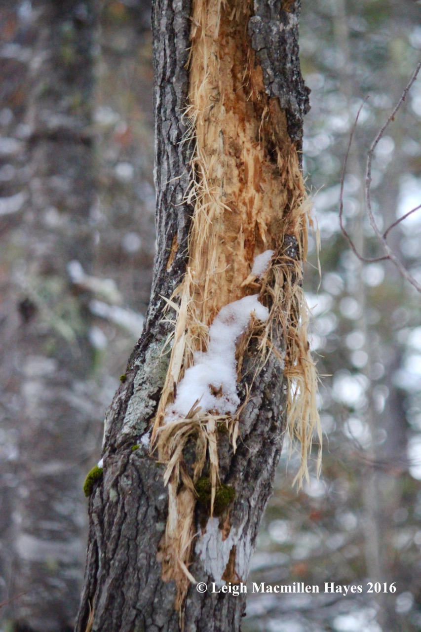 p-ornament-pileated-works