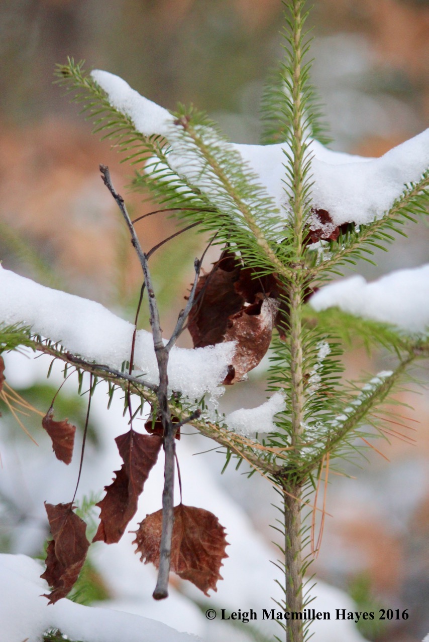 p-ornaments-big-tooth-on-fir