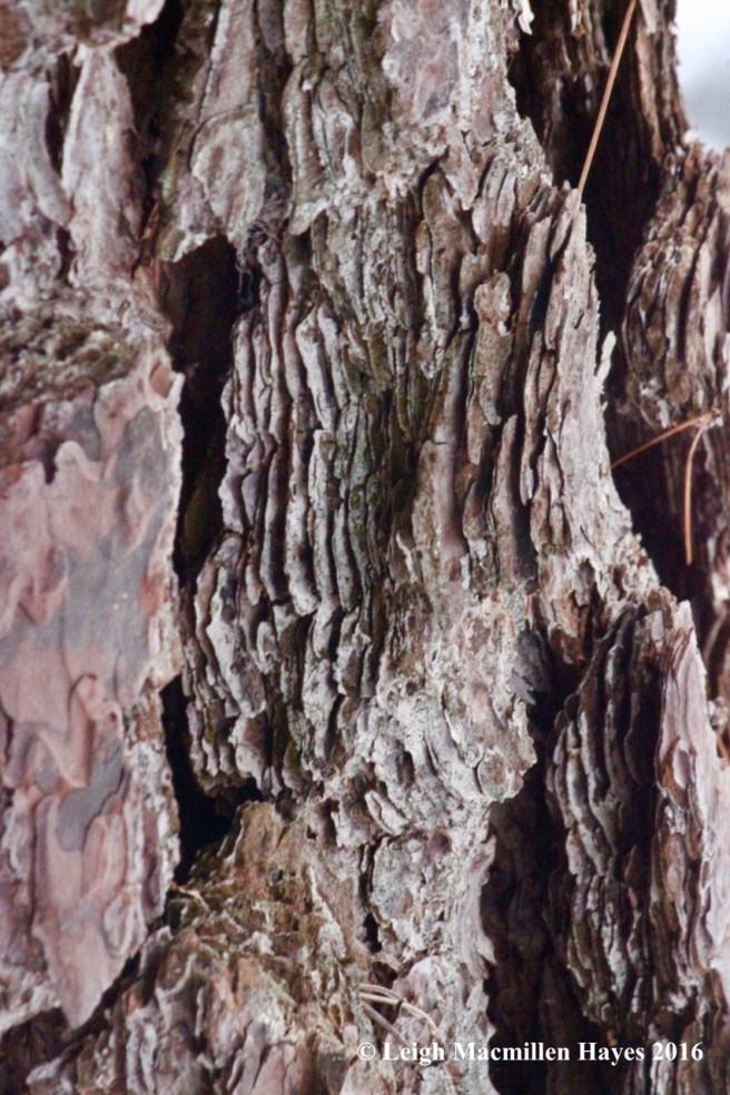 p-pitch-pine-bark1