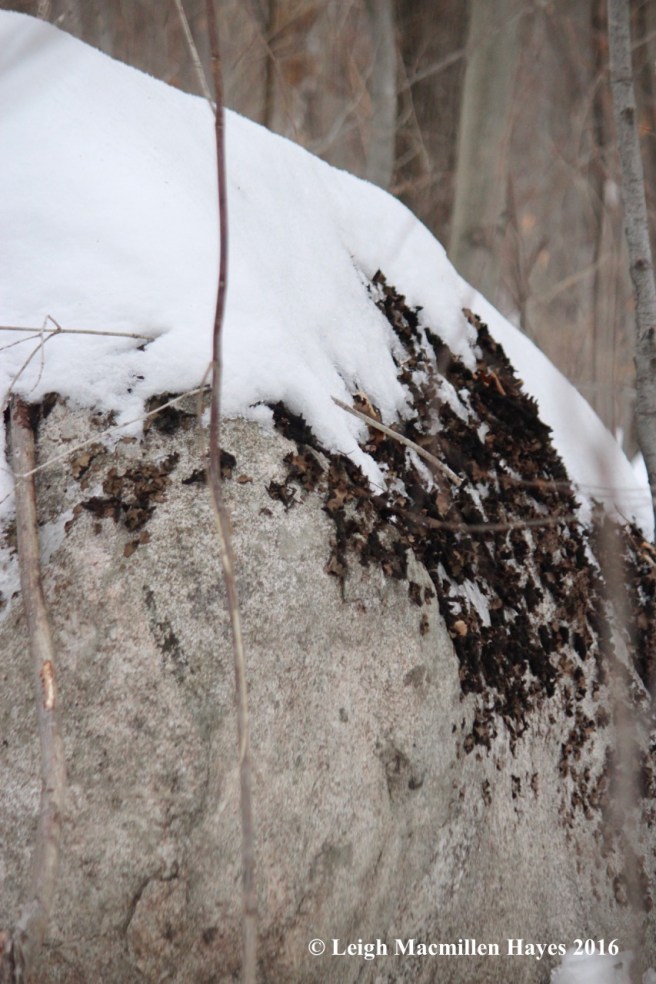 p-snow-growing-on-rock