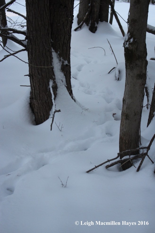 p-today-through-the-trees