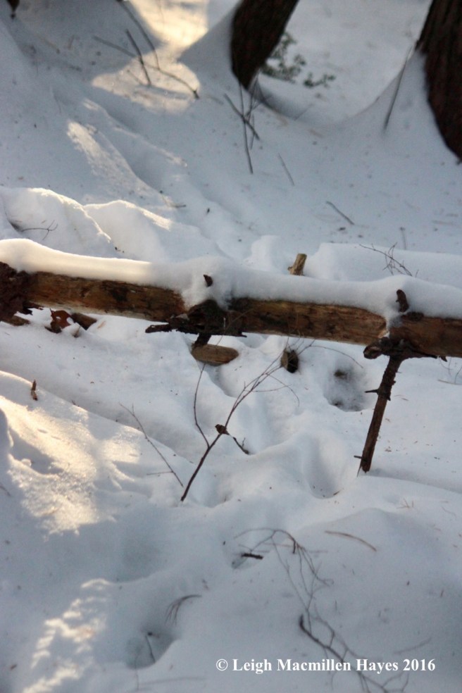 p-under-a-fallen-tree