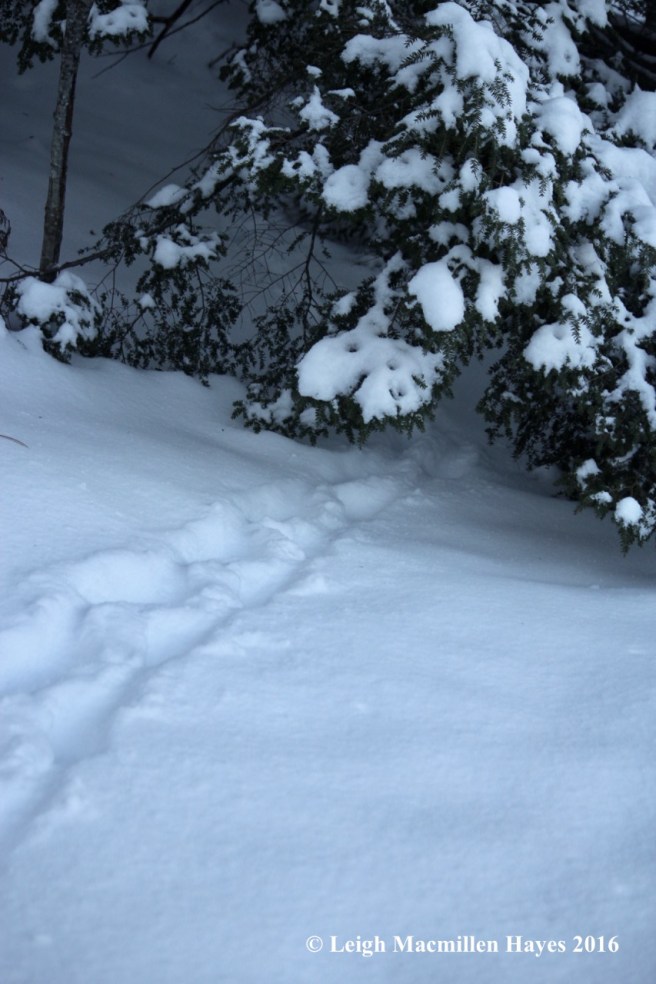 p-under-yard-hemlock