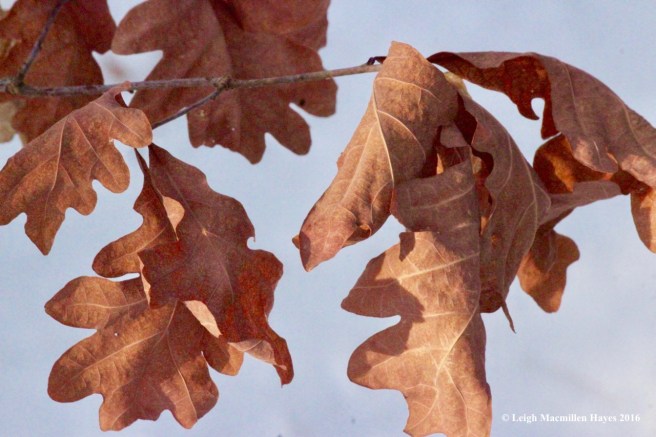 p-white-oak-leaves