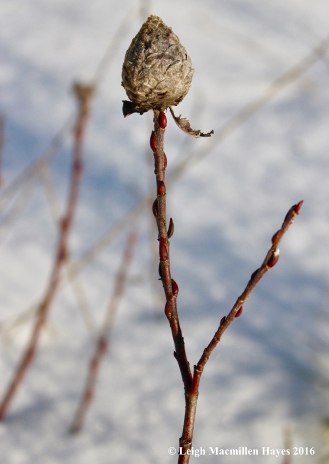 p-willow-gall