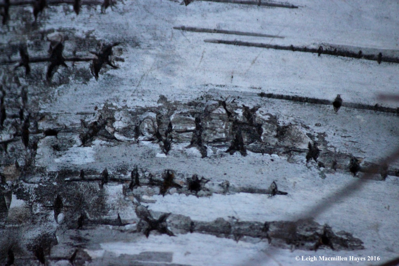 s-birds-in-flight-on-bark