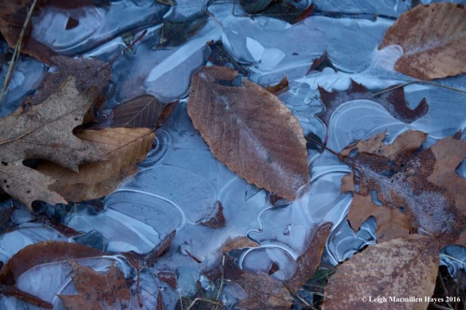 s-frozen-leaves