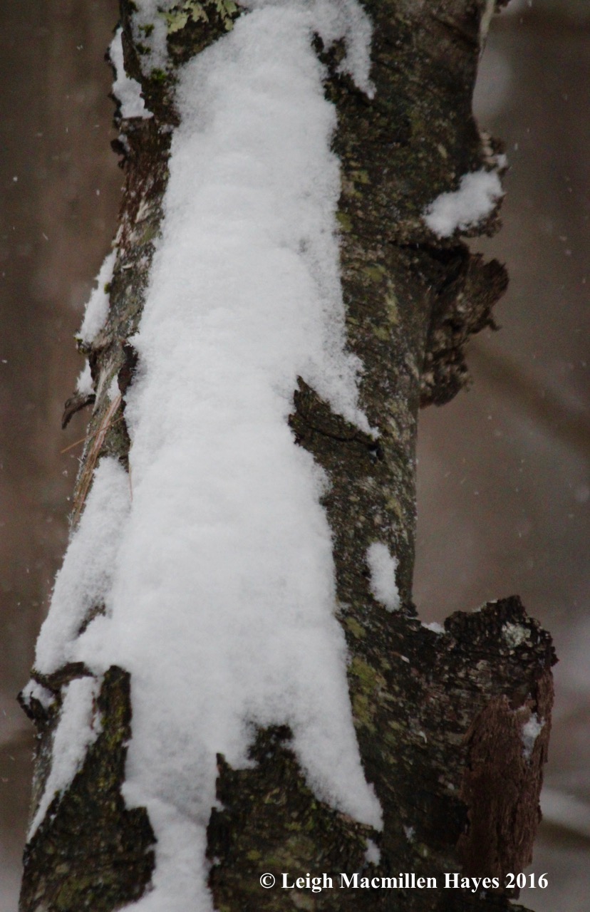 s-snow-tree