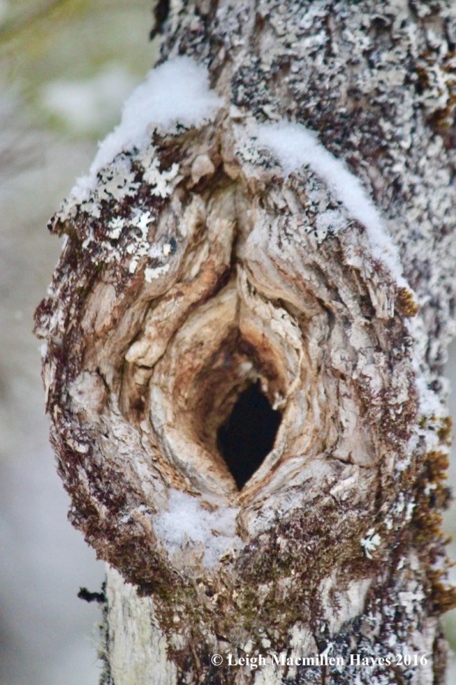 s-tree-hole