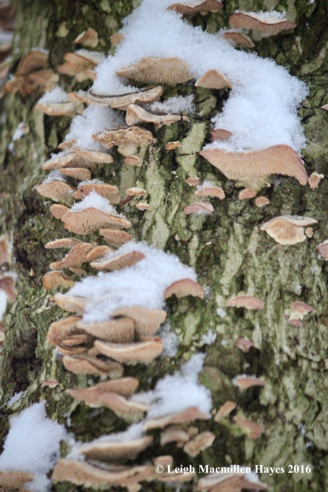 s-violet-toothed-fungi